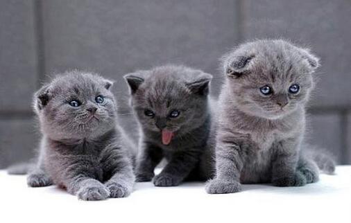 宠物猫之俄罗斯蓝猫品种介绍