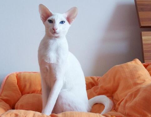 宠物猫之东方猫品种介绍