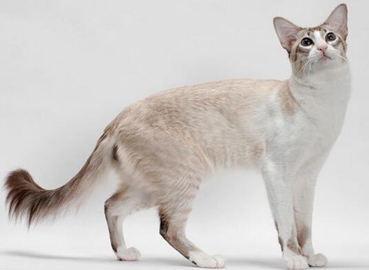 宠物猫之巴厘猫品种介绍