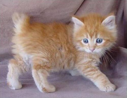 宠物猫之美国短尾猫品种介绍