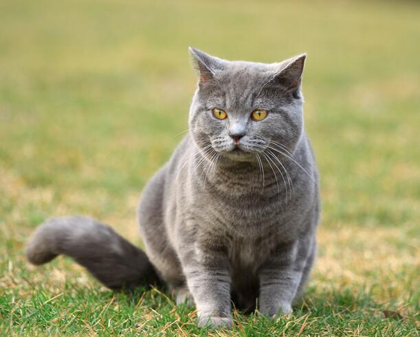 宠物猫之英国短毛猫品种介绍