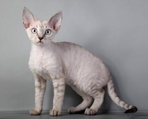 德文卷毛猫