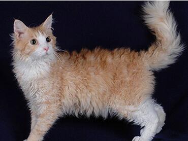 宠物猫之拉邦猫品种介绍