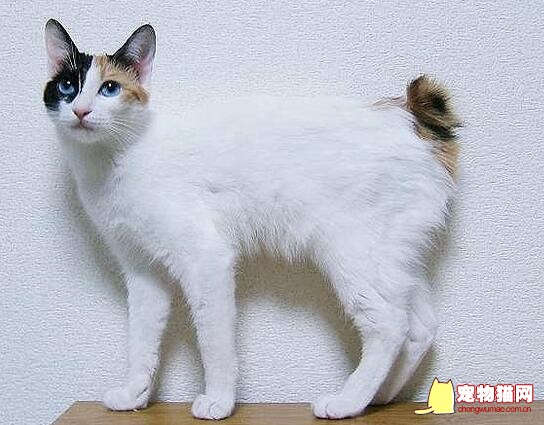 日本短尾猫