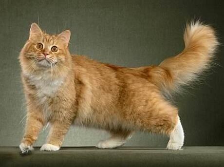 宠物猫之西伯利亚森林猫品种介绍