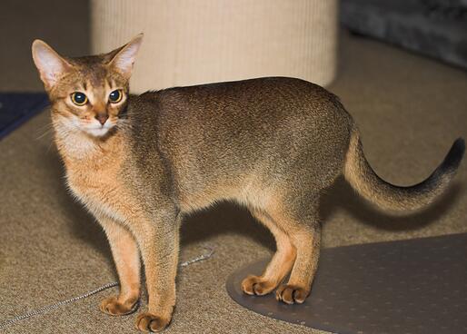 宠物猫之阿比西尼亚猫品种介绍
