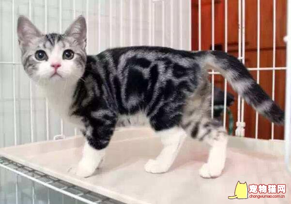 美国刚毛猫