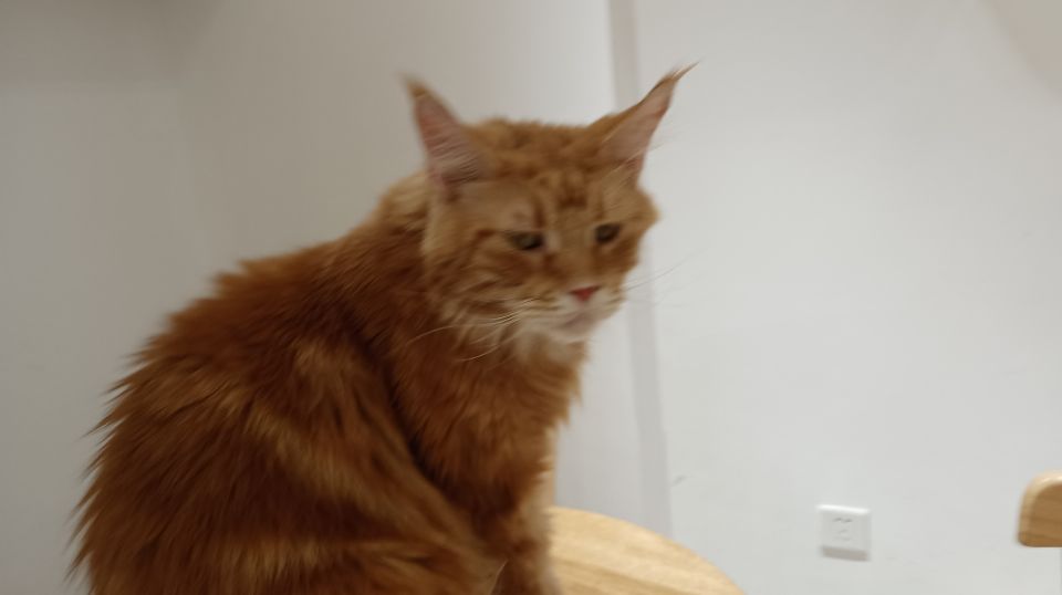 布偶猫多少钱一只