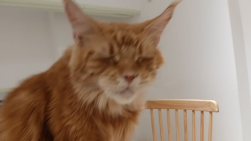 养布偶猫的坏处